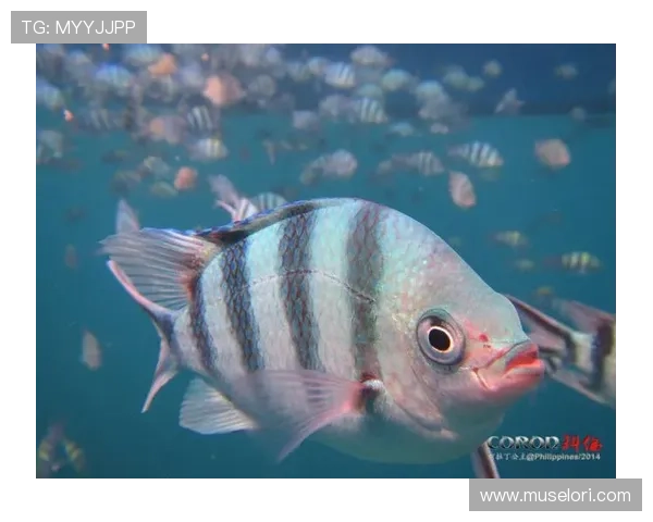 PA扑鱼游戏每日登录奖励和活动优惠详细介绍 PA扑鱼游戏每日登录奖励和活动优惠详细介绍